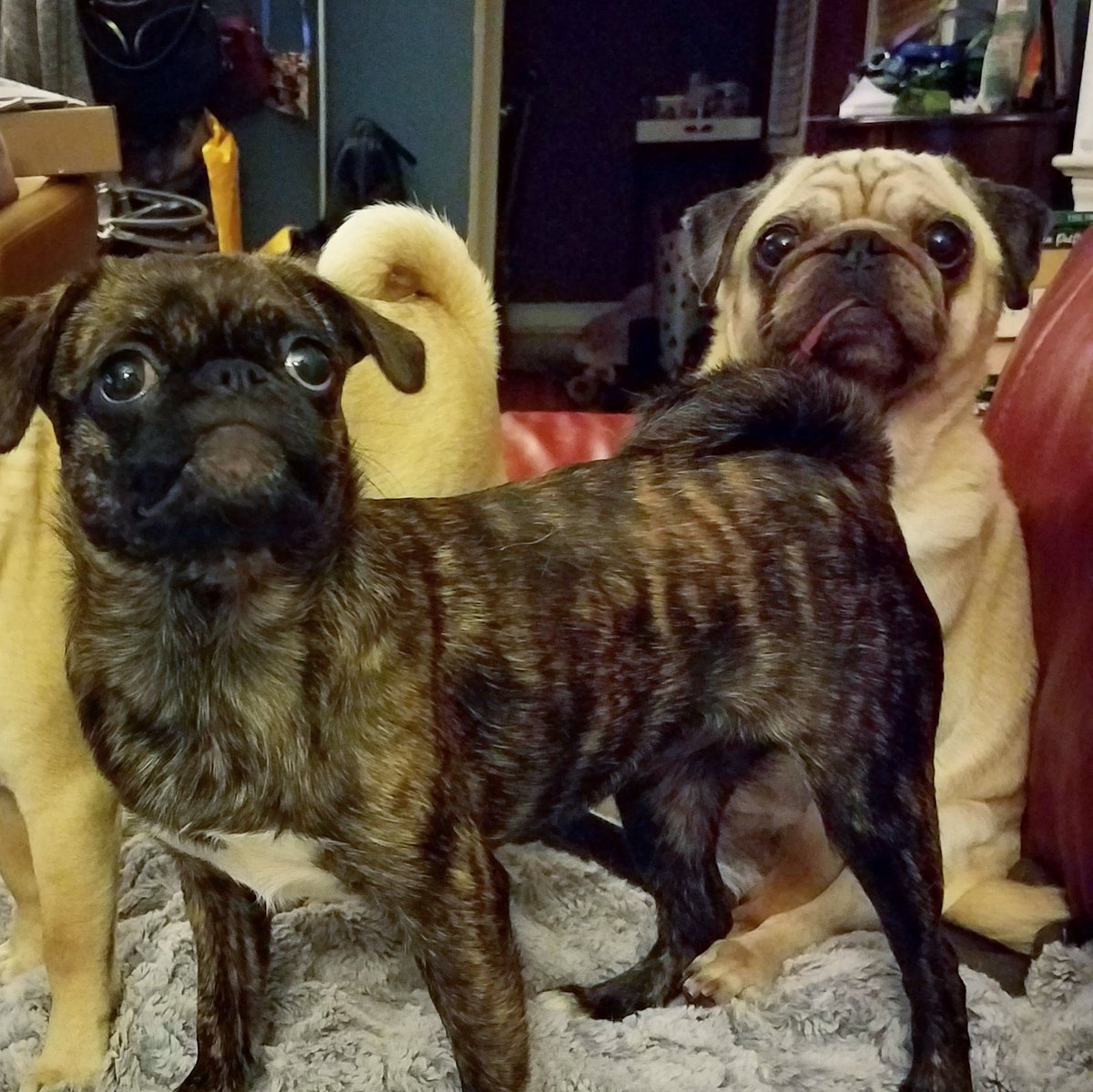 funaek's tweet photo. When they both want the same toy. #sunnyalwayswins #muppetpug https://t.co/DxRmVkQeW0