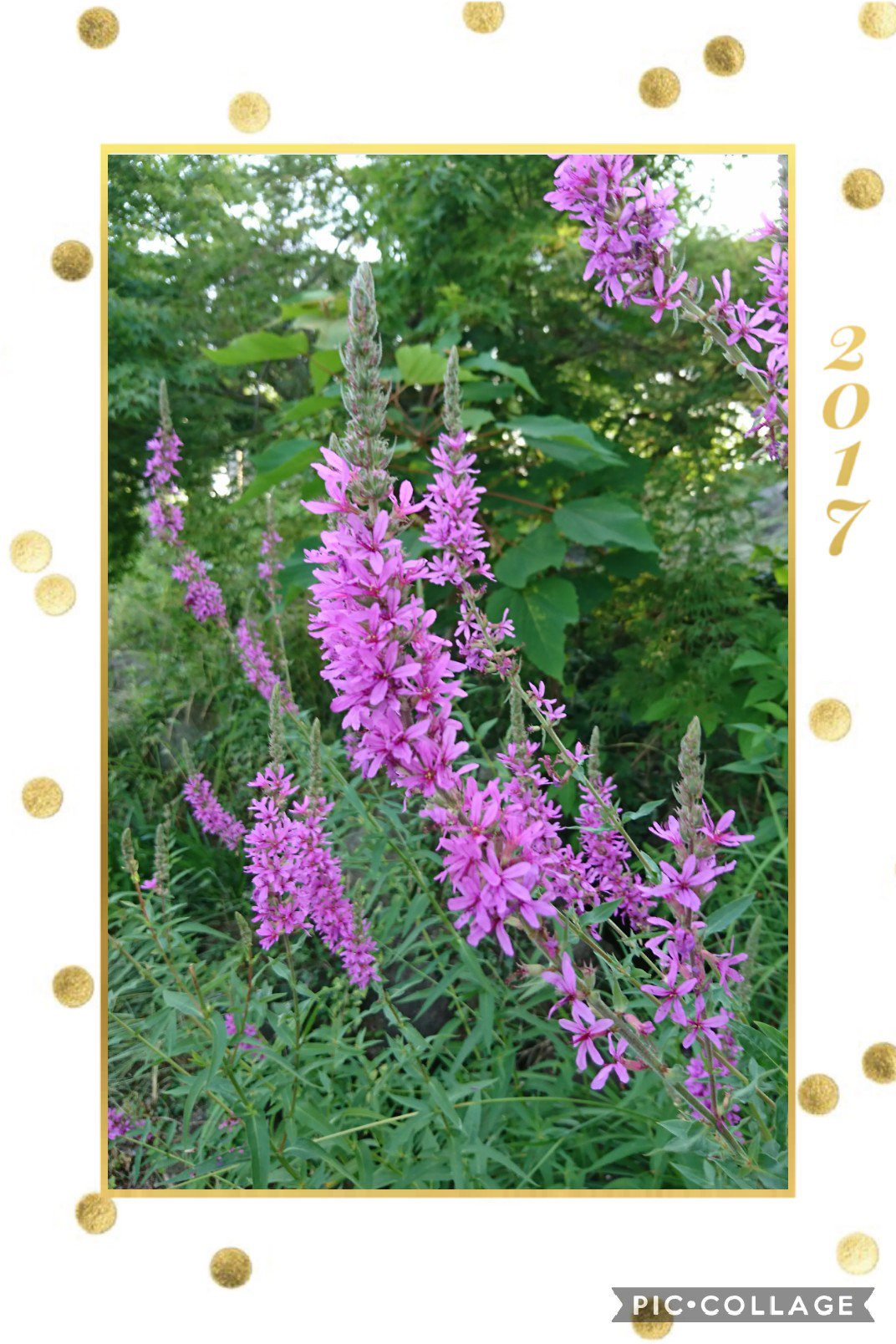 赤紫色の花 Twitter Search Twitter