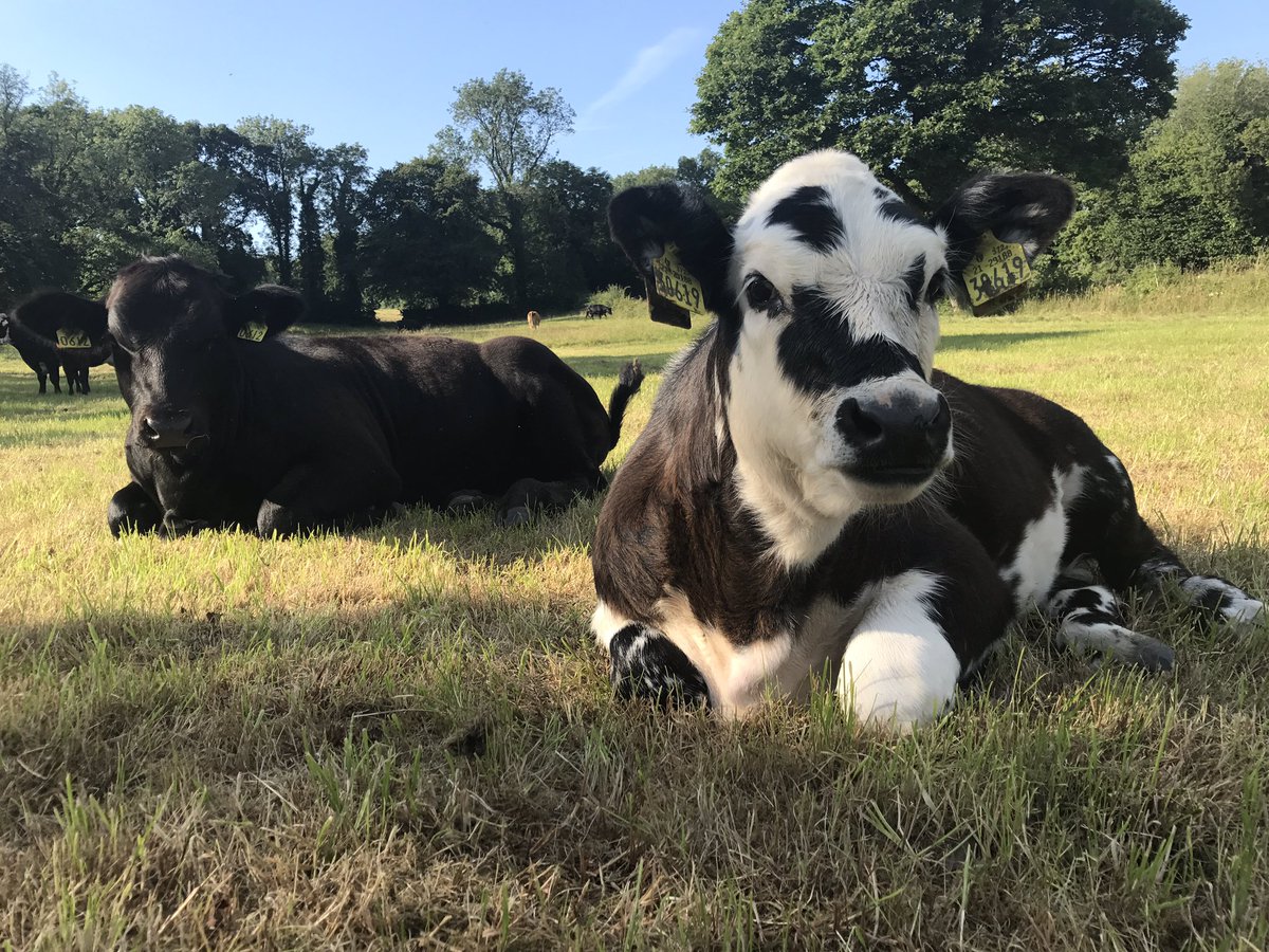 farmingmadire's tweet image. Great day in the sun for photos 👌 #calving17