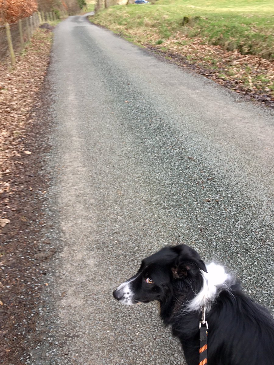 PipTheCollie's tweet photo. @BCTGB Or this? https://t.co/gmmyVsqtNe
