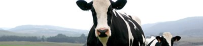 Agriferteco's tweet photo. Milk Fever Control in Dairy Herds.
No dietary supplement can completely eliminate milk fever, but may
Read More https://t.co/NegS5Xqbpd https://t.co/xSIzj2Sh0m