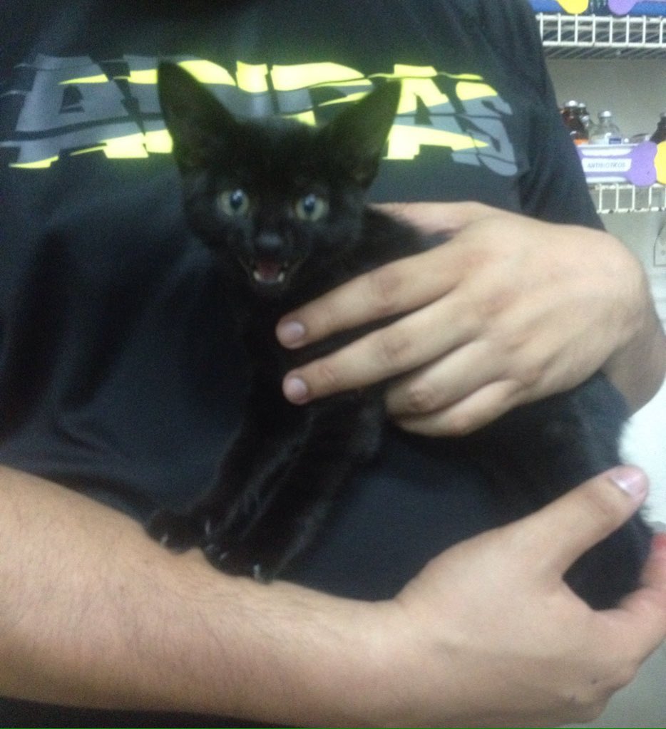 MASCOTASDECALLE's tweet photo. Cacao está en adopción!!! Espera por familia amorosa y responsable,con un RT ayúdalo a ser adoptado,recuerda adoptar es dar VIDA!!! https://t.co/tDwMIcTcKk