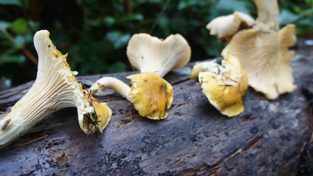 Paste Food tweet media