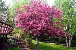 Tree_Care's tweet image. Did you know? In York Region, there are approximately 29 million trees or 24 trees for every resident.
viewer.zmags.com/publication/35… #YorkRegion