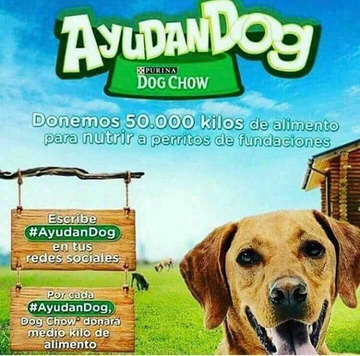 _JazzAdict's tweet photo. @Purina_DogChow Estaría excelente hacer campaña #AyudanDOG n México también.
@AdoptamorUnidos difundamos n Tw y Fb
Éxito @Purina_DogChow https://t.co/luuTqr25ii