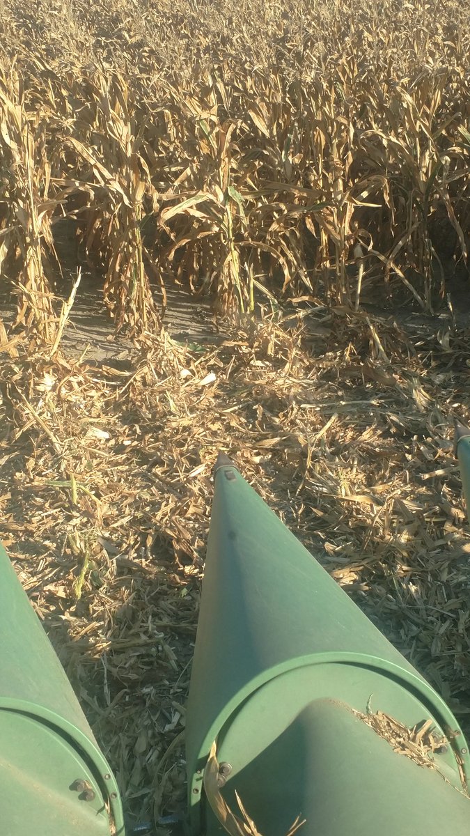 jared_skala's tweet photo. Using the @YetterFarmEquip stalk devastators this yr to reduce stubble damage.  Getting good crimping of green stalks https://t.co/t51YVSvzPM