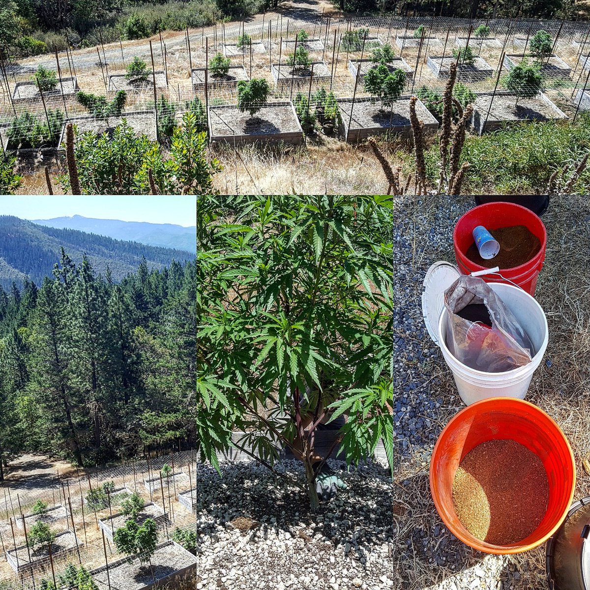 winkingdogllc's tweet photo. Getting some #hardnutrients scratched in the #outdoorgarden 🌱
#clawgloves #bloodmeal #bokashi #neemmeal https://t.co/FwNNMsnRq6