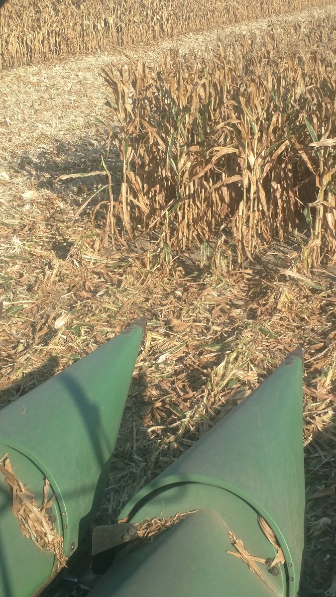 jared_skala's tweet photo. Using the @YetterFarmEquip stalk devastators this yr to reduce stubble damage.  Getting good crimping of green stalks https://t.co/t51YVSvzPM