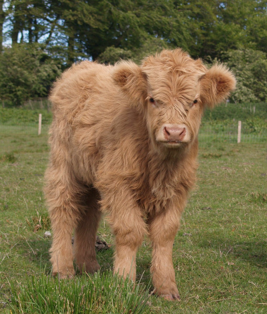 BORDER LIFE (@itvborderlife) on Twitter photo 3/3 and <a href="/ItvSandymcc/">Sandy McCracken</a> heads into the Galloway Hills to meet the new arrivals at Blackmark Highland Cattle Farm goo.gl/H6c13b 3/3 and <a href="/ItvSandymcc/">Sandy McCracken</a> heads into the Galloway Hills to meet the new arrivals at Blackmark Highland Cattle Farm goo.gl/H6c13b