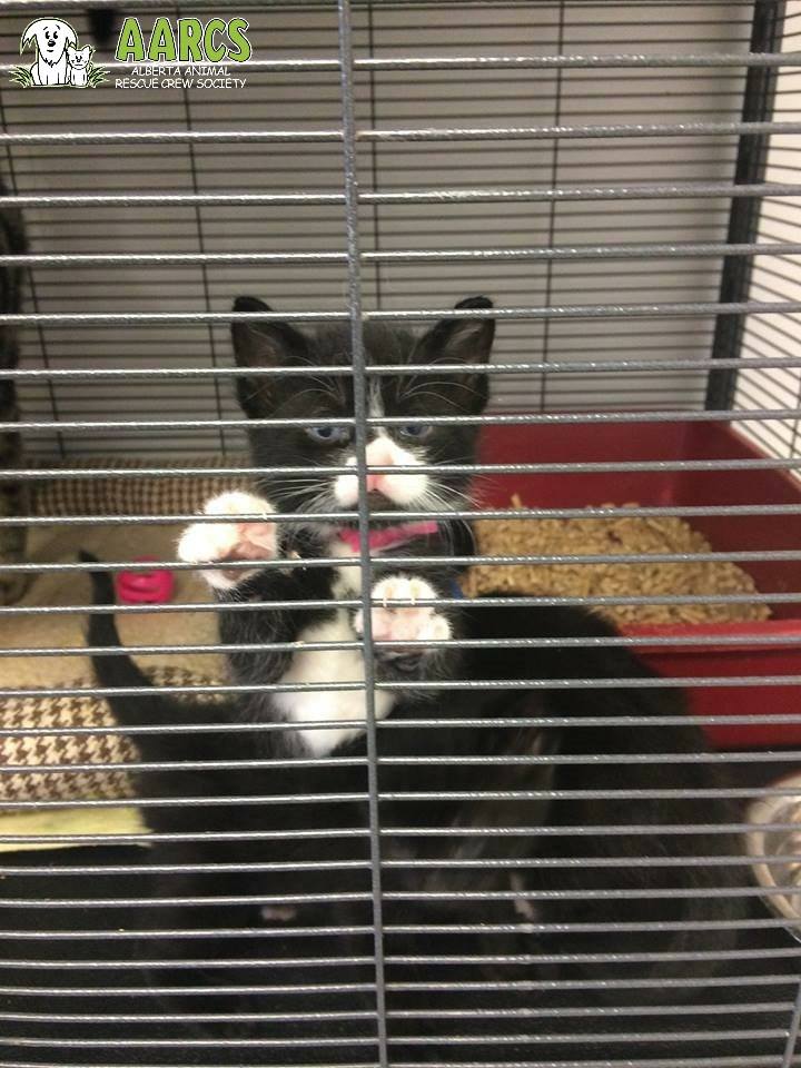AARCS_Canada's tweet photo. We have over 300 #cats and #kittens in care &amp; are DES-PURR-ATE for donations of pate canned cat food and cat litter #retweet #meow #yyc https://t.co/Q2OLjWgrO0