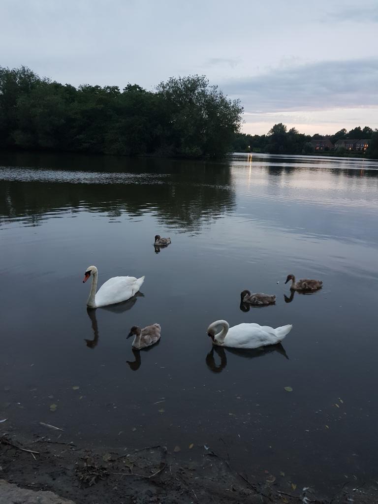 #b1course17 
The Lake near University at ten o'clok p.m.