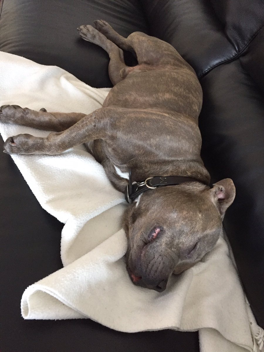 Jaspergratt's tweet photo. Someone said it was thundering, I thought farver @V8staffie had beans for tea #hehe #sleptthroughitall https://t.co/MsnlFebKqz