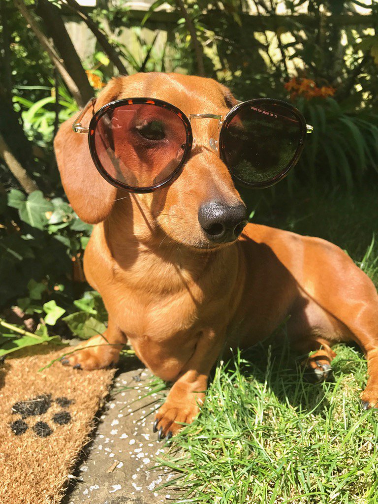 Maisiesausage's tweet photo. Ava just chillin 😎 #dogsinshades #summer #sun https://t.co/TfpBr0J3US