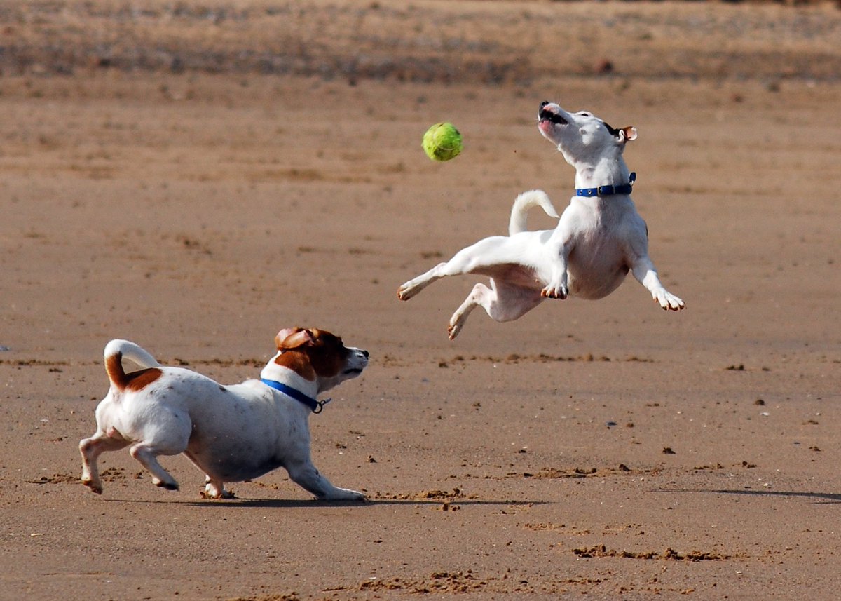 mylittlepuppy_'s tweet photo. Jack Russell Terriers have boundless energy for endless games of chase or fetch in the park! #ActivePups #WorkoutBud #BestBreeds https://t.co/PYvRsEndn2