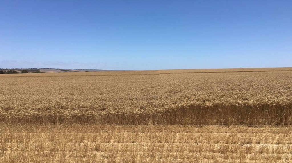 SyngentaANZ's tweet photo. Looking for a tool to reduce the risk of lodging & #barley head loss & increase yield? #ModdusEvo can help: https://t.co/gRlvA7oKVZ https://t.co/piToSsnqqC