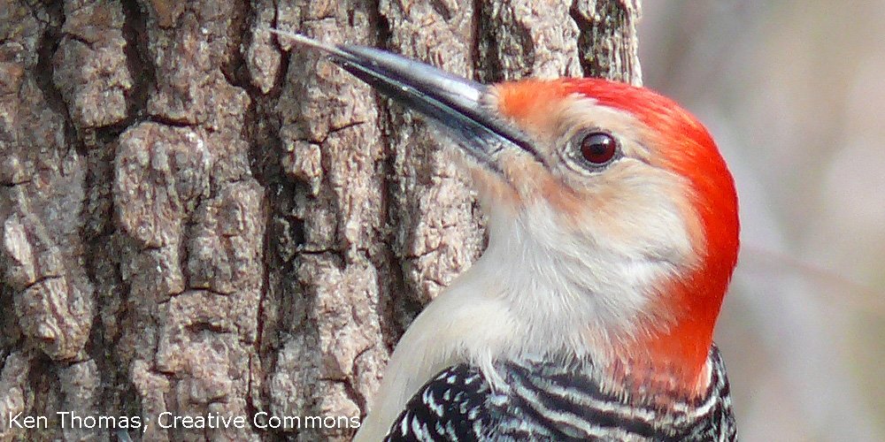 TopBirdingTours's tweet photo. Woodpeckers chisel nests &amp; peck for food in trees. Bad knocks: buildings, NASA space shuttles, power poles &amp; more. https://t.co/atL5KYPWOr https://t.co/tTNFI0FWzj