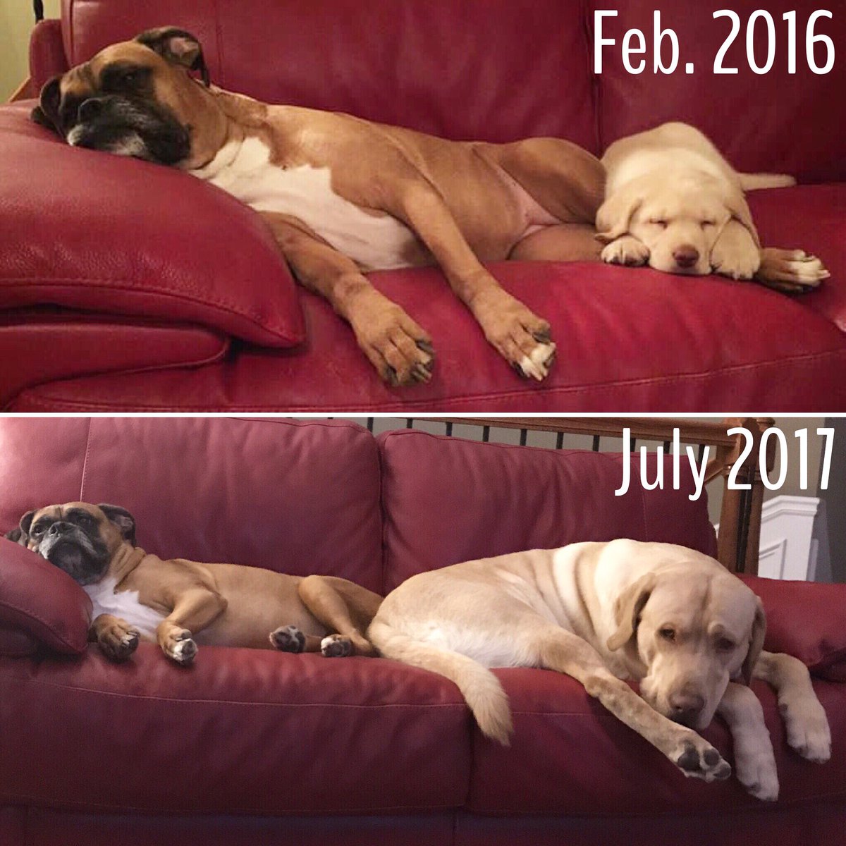 KuddlyKahlua's tweet photo. Oh what a difference 17 month will make. @MsChloeTheBoxer #dogs. #BestFriends #Labador #BoxerDog #snuggles https://t.co/1UyCHadyDt