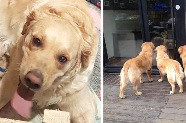 BuzzFeed's tweet photo. There are so many good posts about golden retrievers this week
https://t.co/Ppf6FQCazX https://t.co/U4mlgOOwDc