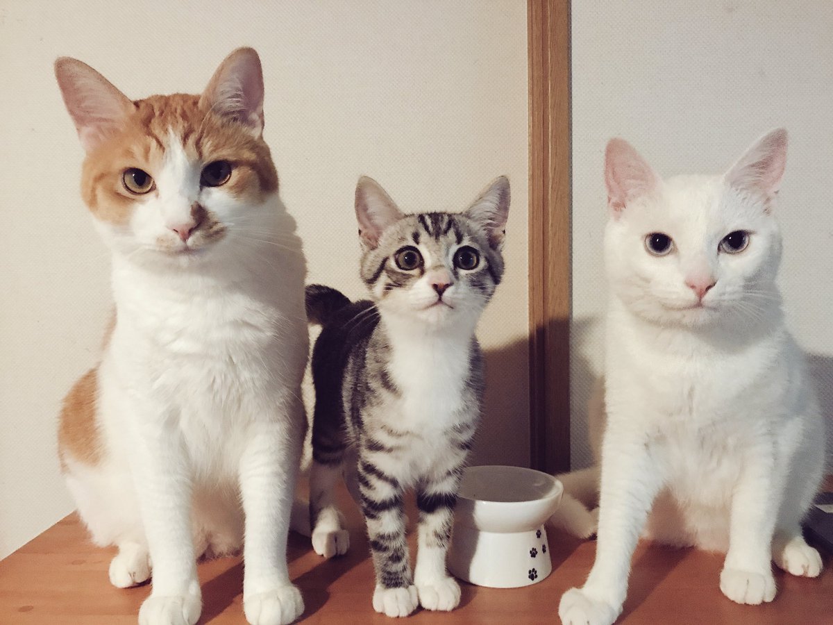 きなむぎしお 猫垢 A Twitter Igにもpostしたスリーショット ごはん の時だけは仲良く 猫好きさんと繋がりたい 茶 白 白猫 アメショmix