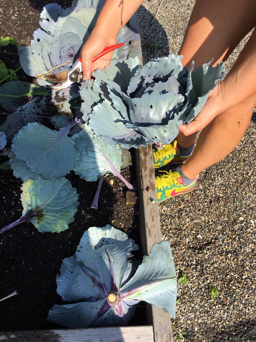 HealthinMiddle's tweet photo. Beautiful harvest this week! #ms_forray https://t.co/IzsjQ7k58T