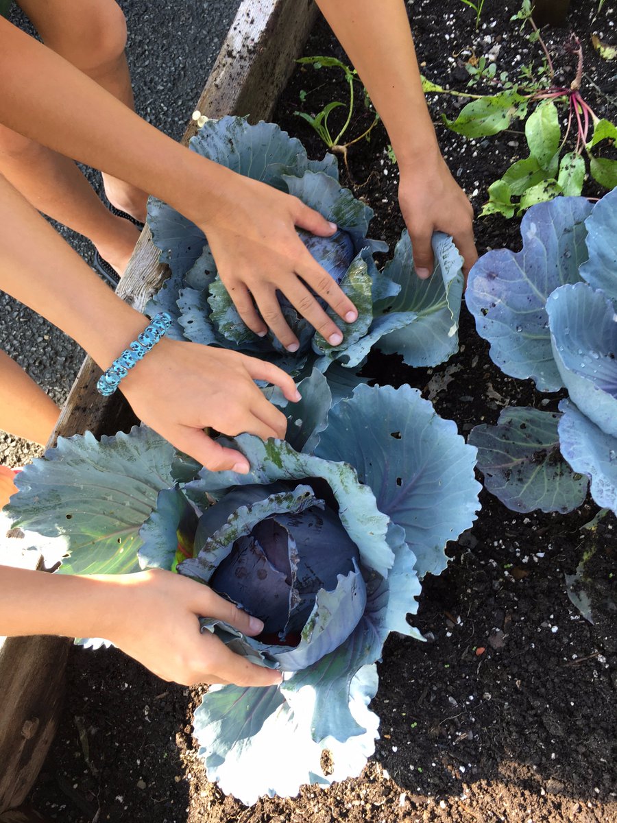 HealthinMiddle's tweet photo. Beautiful harvest this week! #ms_forray https://t.co/IzsjQ7k58T