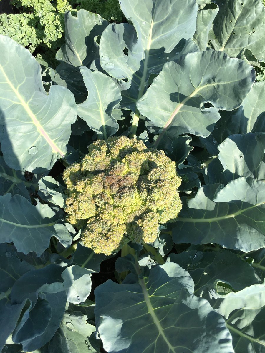 HealthinMiddle's tweet photo. Beautiful harvest this week! #ms_forray https://t.co/IzsjQ7k58T