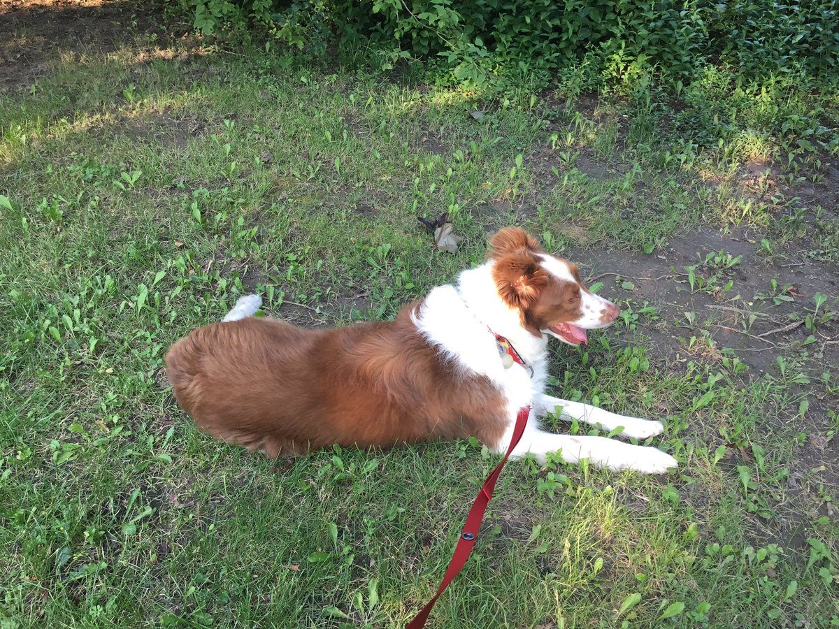 OttawaJay's tweet photo. I am not complaining about this heat. #Fergus on the other hand wants none of it! #shadeplease https://t.co/ip7lsrQAHC