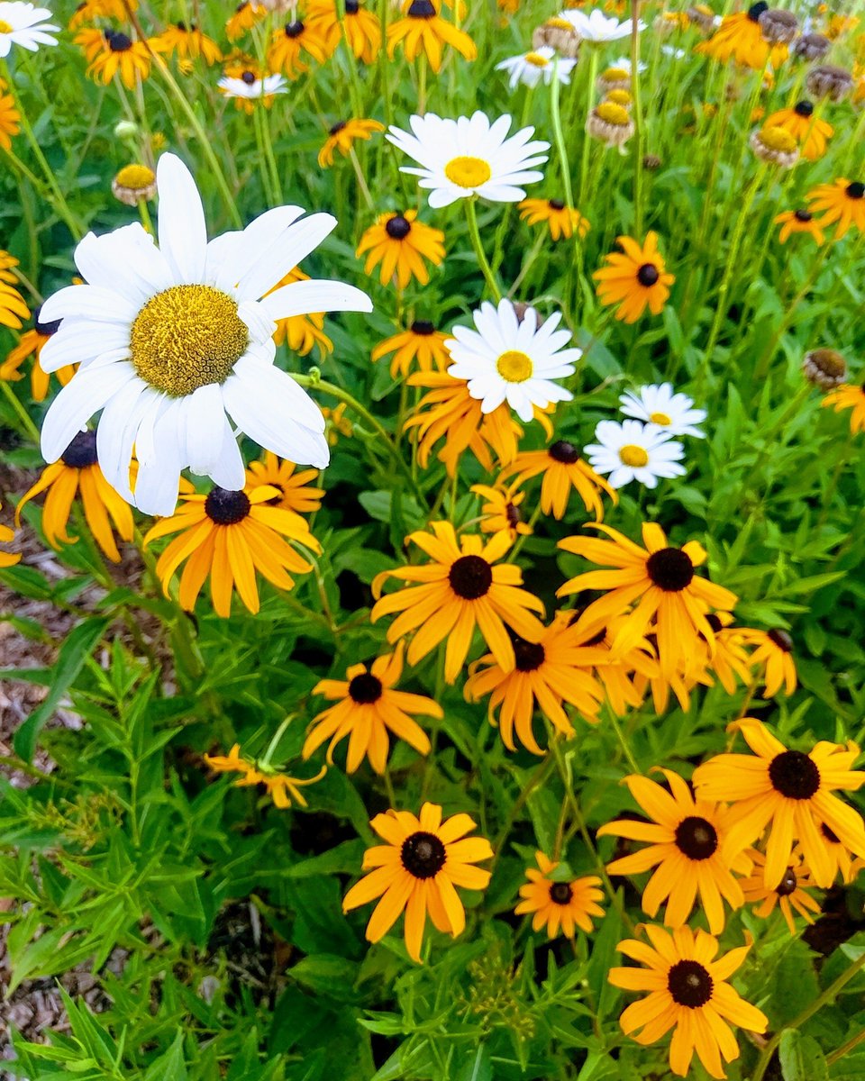 backtoblondie's tweet photo. Always take time to enjoy the flowers π»
#wisecounty #wiseva #swva #vasbaby #appalachia #flowers #nature #photography #vaoutdoors #loveva https://t.co/IHF8mnG3N0