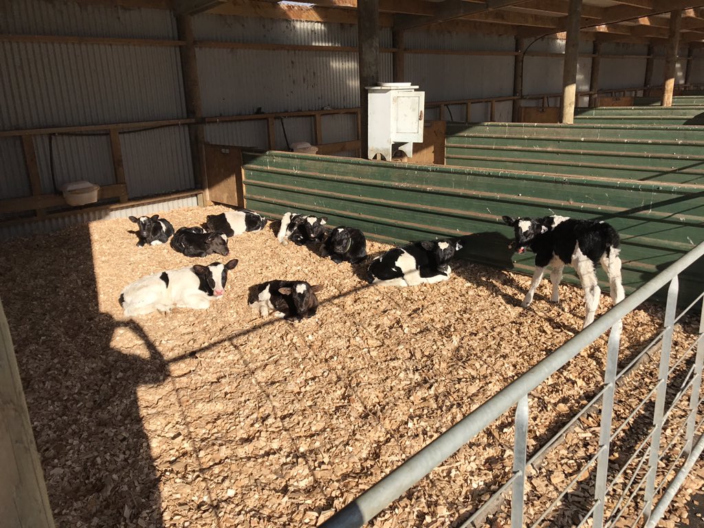 jenny_aplin's tweet photo. @crvambreed Not the best pic. Got some cracker calves already. 👍 35 down 855 to go! https://t.co/k2yVA04obL