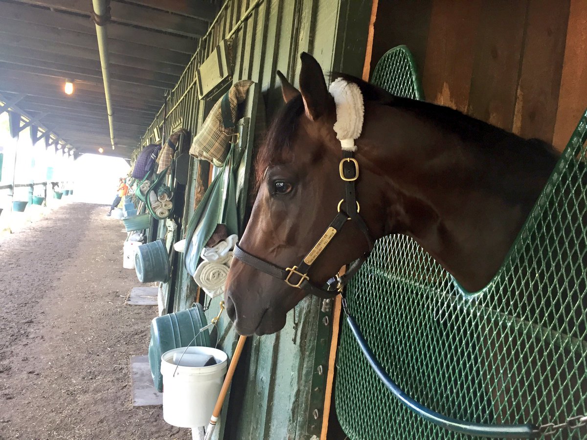 SaratogaSlim's tweet photo. GOOD SAMARITAN nominated to #CurlinStakes. Was meant for #DerbyTrail & I've been waiting for him on the dirt for @WinStarFarm & @Riley_Mott https://t.co/RWPQT92QJQ