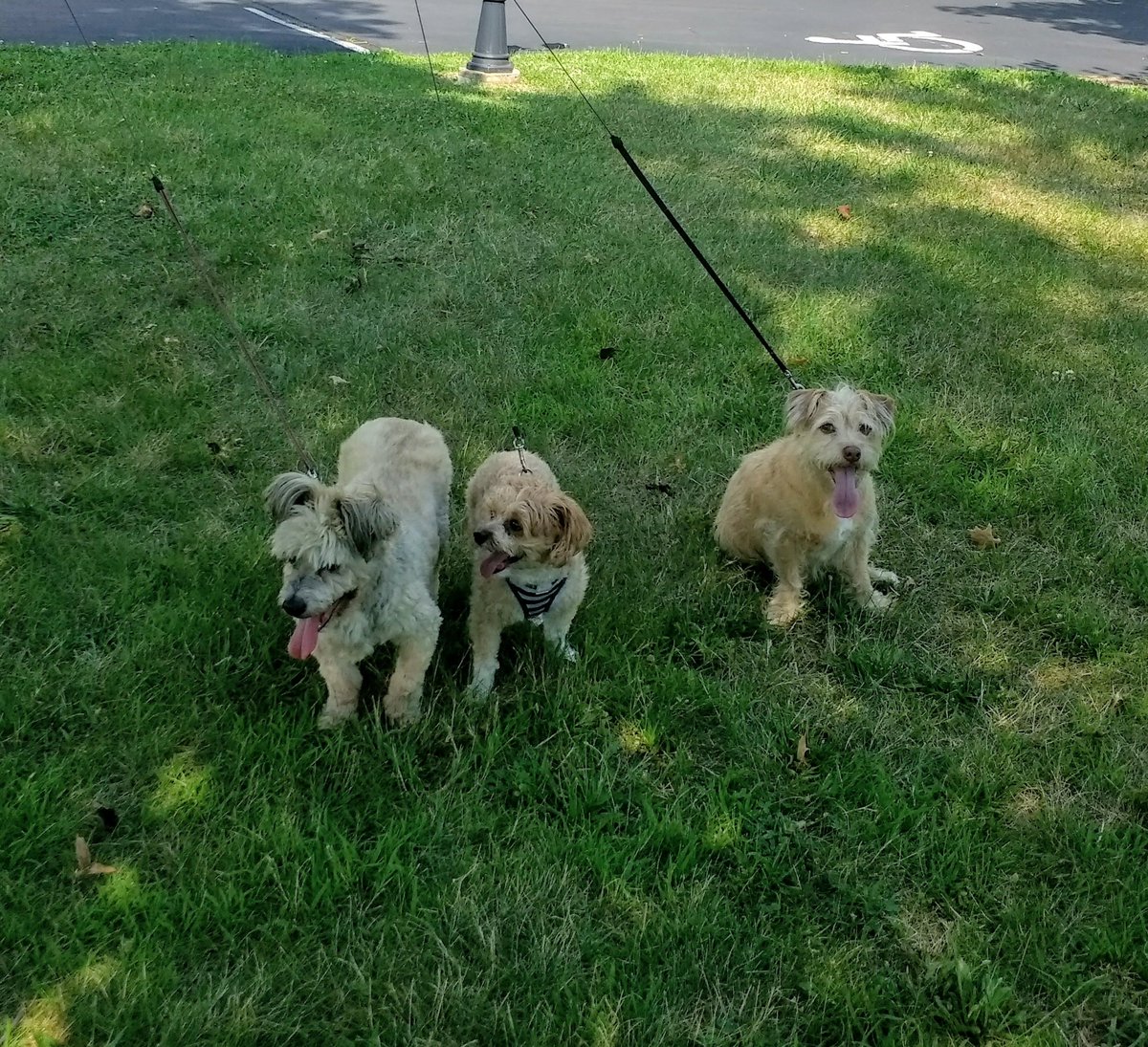 TravelinTerrier's tweet photo. Tongue Out Tuesday. Boondocking in a church parking lot in PA tonight.  #dogsoftwitter https://t.co/OITSGVJuPY