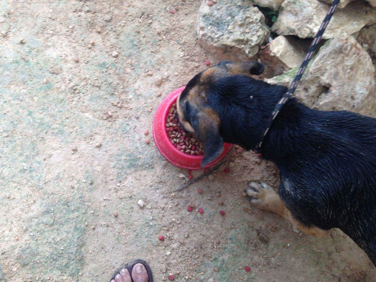 AccionAnimalRM's tweet photo. #Adopta #perros #CEBIAM @AccionAnimalRM @Aqui_enplaya @indigoplaya @PdelCarmenTV @PlayaqueQuiero @uau_magazine @RivieraMayaMkt @Rivierafm981 https://t.co/TPW2T7LHT5