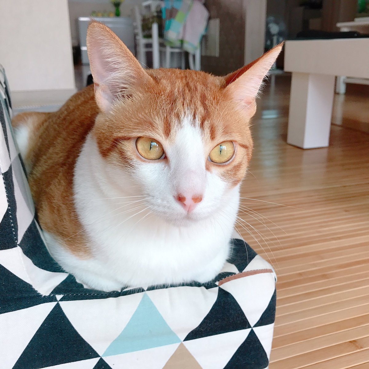 CAT_Darong's tweet photo. 발을 숨기고있는 아침부터 귀여운 다롱이 https://t.co/lhGw9bWKP7