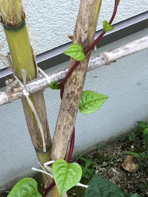 ツルムラサキの育て方 栽培方法 摘心方法や上手な収穫の仕方を解説 Botanica