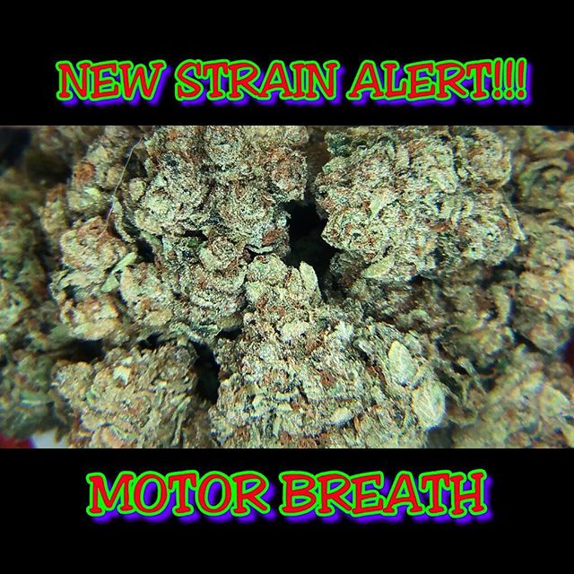 NewAgeOG420's tweet photo. The name speaks for itself, so MOTOR on over and re-up with this dark beauty.
#thenewagestandard #Newagemed #DANK #Highlife #Topshelfliving https://t.co/XohwxfTh6Z