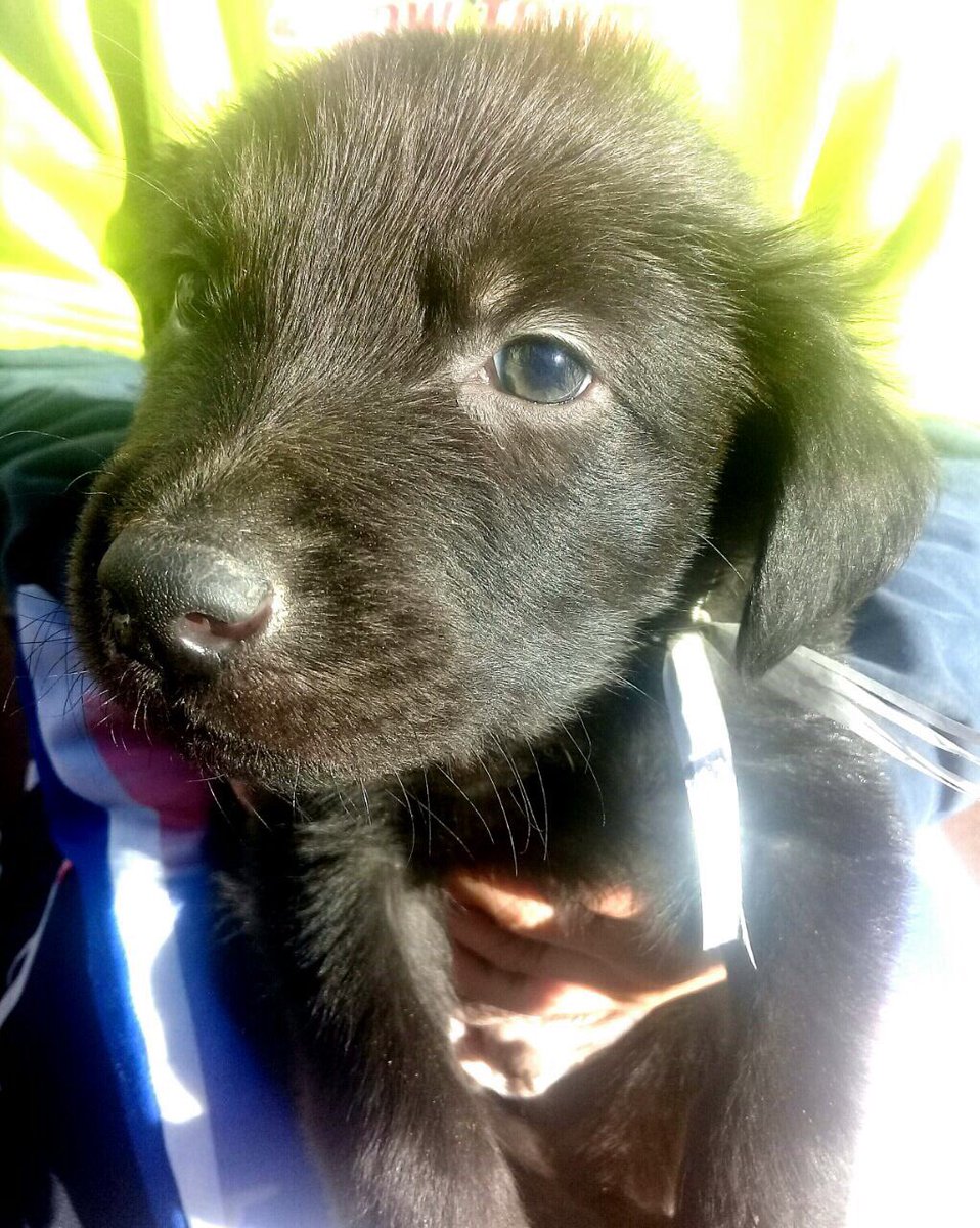 AmorDePerro_'s tweet photo. Les presentamos a Boro este bebe tiene 45 días y busca una familia para siempre. Va a ser mediano-grande. Contacto DM https://t.co/LIPv0flrlz