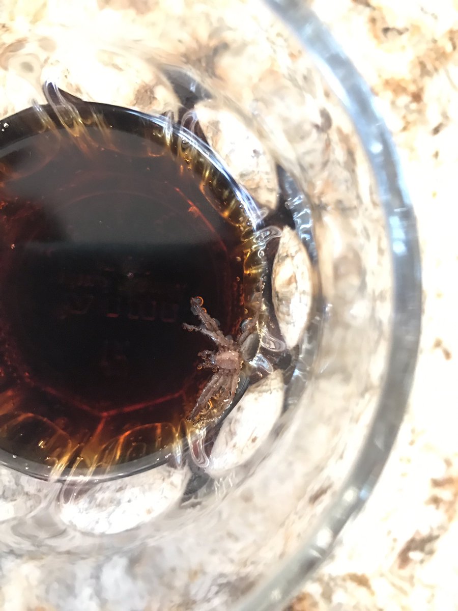 sina493's tweet photo. @jamesquincey @CocaColaCo @CocaCola can you please explain to me why this spider was in my Coke Zero can? #cokenosugar https://t.co/T8UMcPvh53