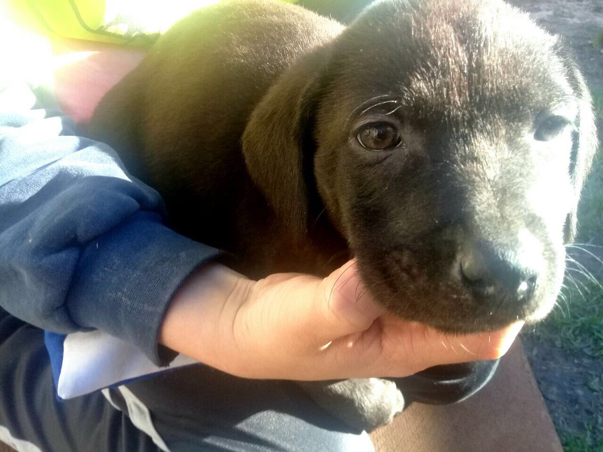 AmorDePerro_'s tweet photo. Les presentamos a Pipo tiene 45 días! Va a ser mediano-grande.Si queres darle un hogar para siempre contactate por DM💕🐶 https://t.co/h8Gm6E5G99