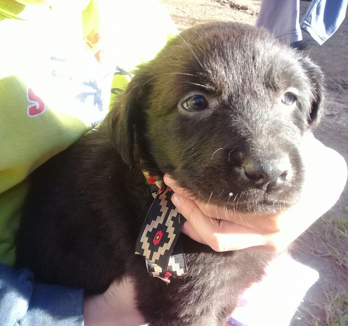 AmorDePerro_'s tweet photo. Les presentamos a angus! Tiene 45 días y mucho amor para dar! Va a ser mediano- grande. Si queres darle una oportunidad contactate por DM!💕 https://t.co/JQFVW0TaCV