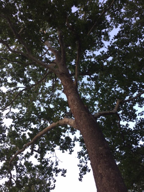 atbrenner's tweet photo. The #Remick @ACEatND school culture tree will thrive if we commit to building & leading high impact & joyful #StudentAssemblies @dallavis https://t.co/weWLsXMqln