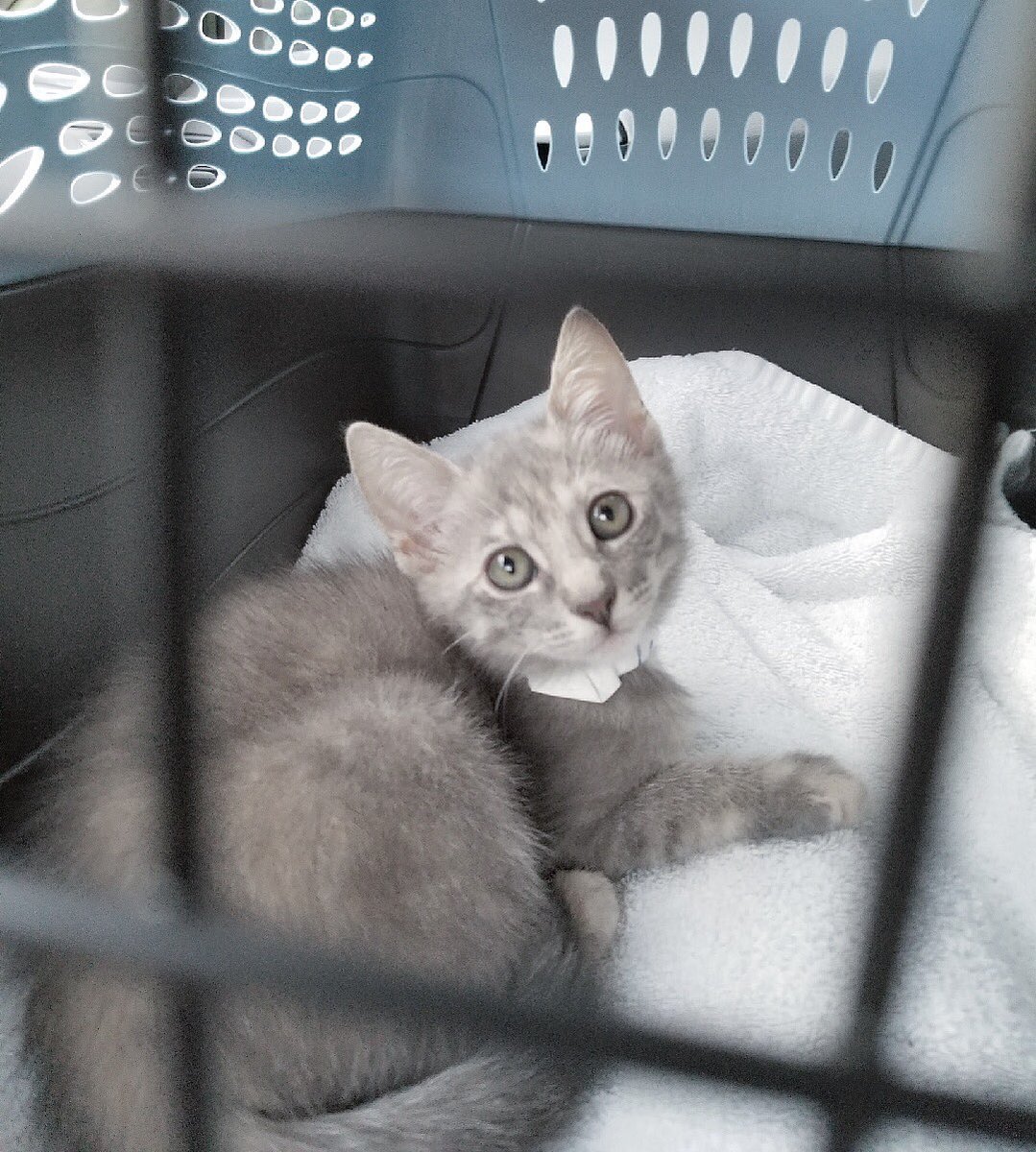 USCGMilSO's tweet photo. We got a new kitten y'all look at her! 😻😻 https://t.co/8CyqxpePBI