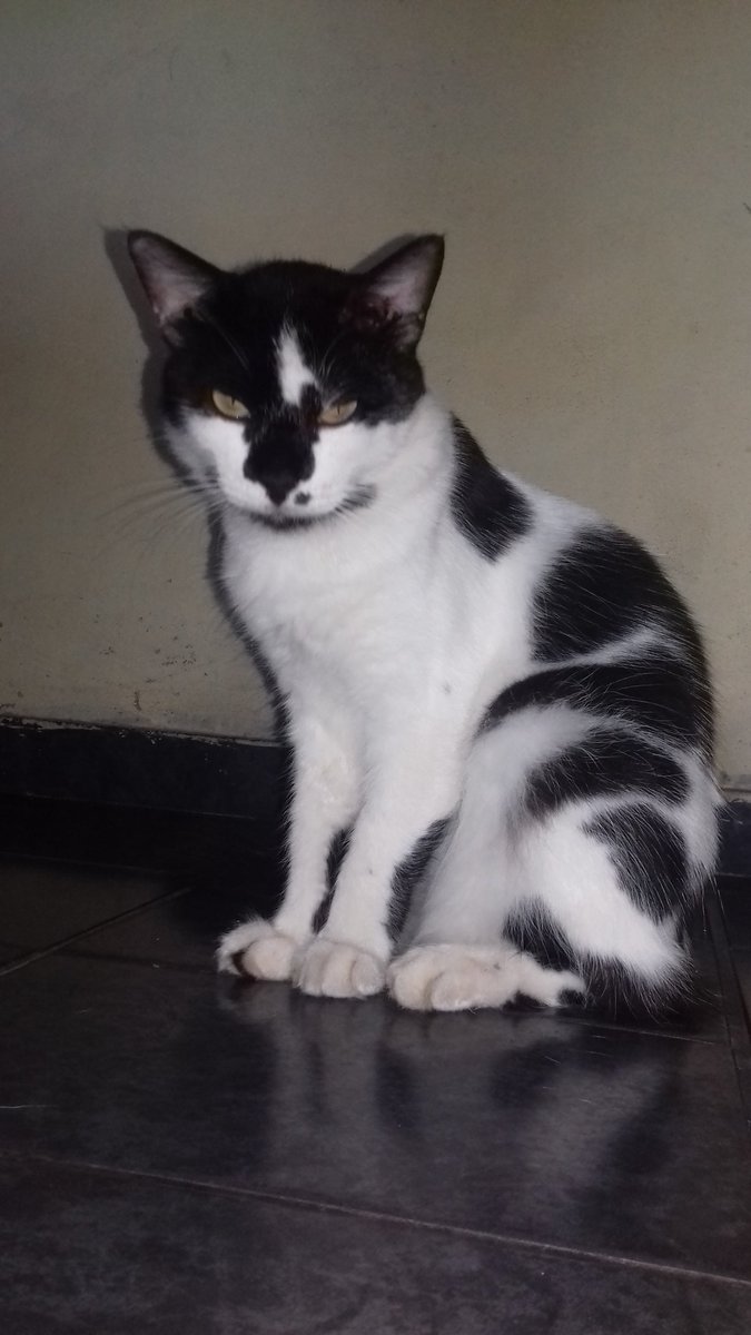 MatosGoreth's tweet photo. Meu miau 😎😍😍😍 https://t.co/hjuEiZtpM3