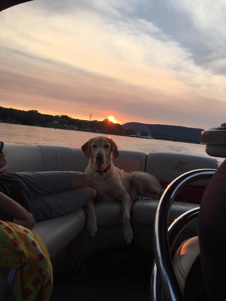 viaggiopontoon's tweet photo. Beautiful #sunset! Like & share if you love to #pontoon at night! #mistyharbordogs #mistyharbor #pontoons #sunset https://t.co/YtGS1FmmjE