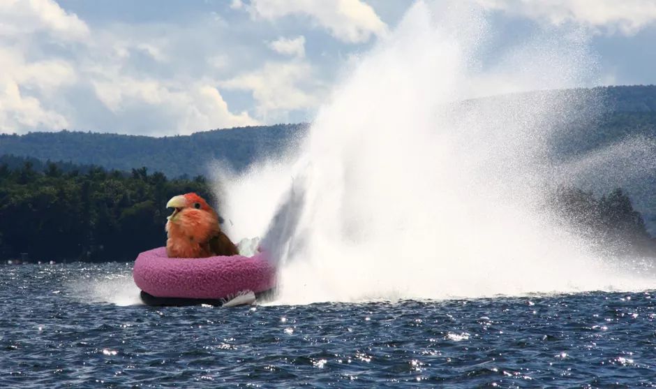 birdhism's tweet photo. @Nelsonbirb Cody enjoys making waves in the great outdoors. https://t.co/Y6H9su6peL