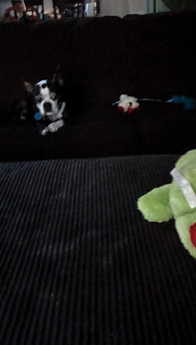 Moo3607's tweet photo. So sad that my #militaryfamily went back to base, even these toys aren't cheering me up. #sadpuppy https://t.co/ad28dwXF7S