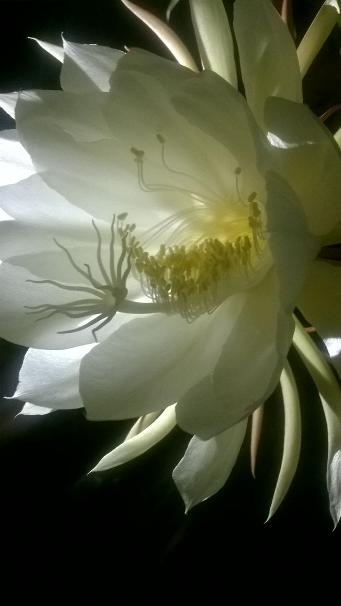 NaSevana's tweet photo. Blooming of kandupul flowers in Hotel Na Sevana. https://t.co/nEulE8TyI3