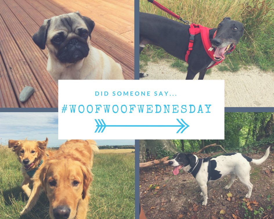 hounds_hooves's tweet photo. Shhhh I just told the doggies it's their favourite day of the week...

#woofwoofwednesday #dogsoftwitter #petsbiz #Dogwalker https://t.co/P92Uudmq4G