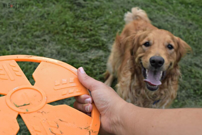 MyDogLikes's tweet photo. Dog toy recommendation of the day: NERF Flyer! https://t.co/fZiomQK8yF This disc flies fast and far! https://t.co/AqJwEEgB6V