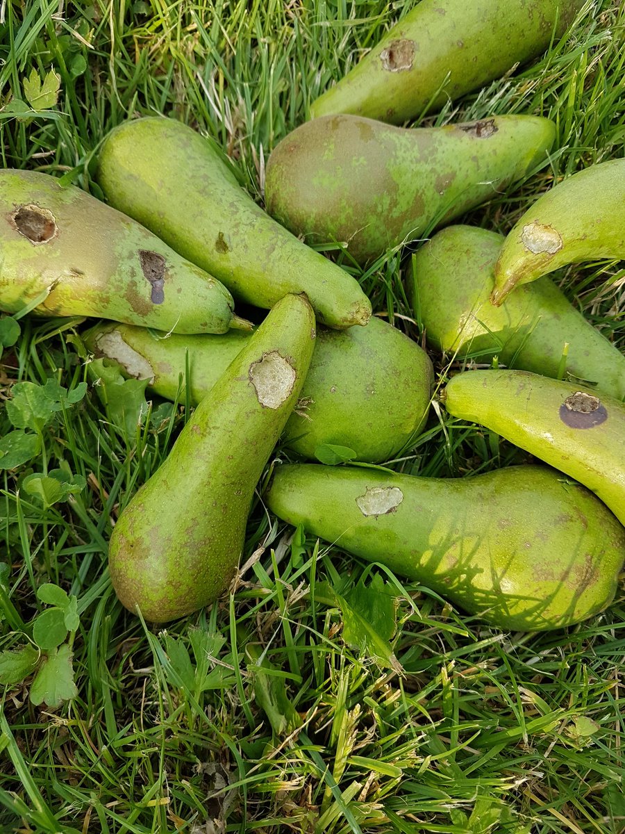 deAchterdijk's tweet photo. Mezen en vinken vreten weer aan de peren. #fruittelers kunnen niets doen. Vogels beschermd. Geen compensatie #faunafonds #oneerlijk #derving https://t.co/iNuXGsrtbn
