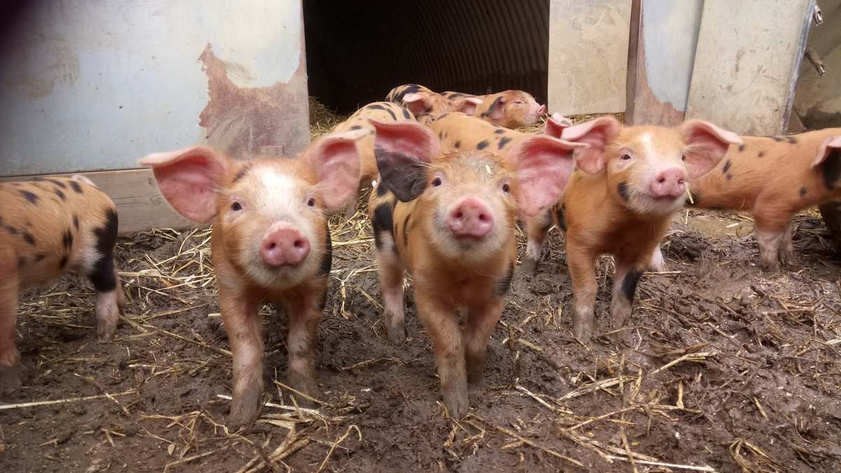 deersbrookfarm's tweet photo. @farmsnotfactory These guys agree #farmsnotfactory all the way #localfood https://t.co/uKfjXaOKM6
